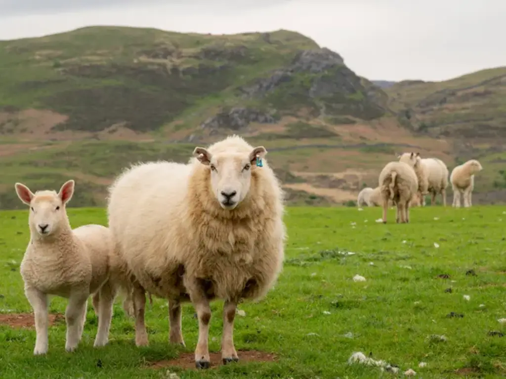 cashmere vs wool